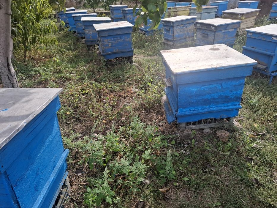 Продавам пчелни семейства.
