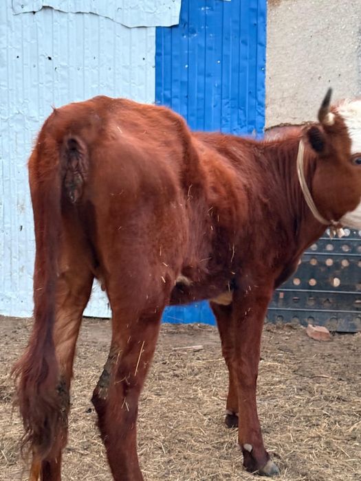 Қашарлар сатылады