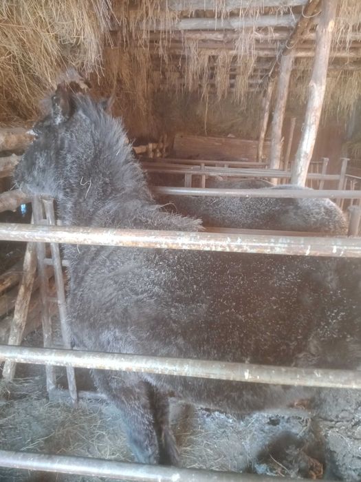 Продам тай с откорма