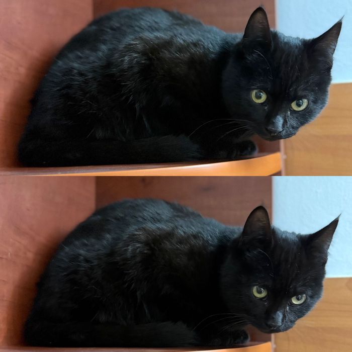 Pui de pisica adoptie