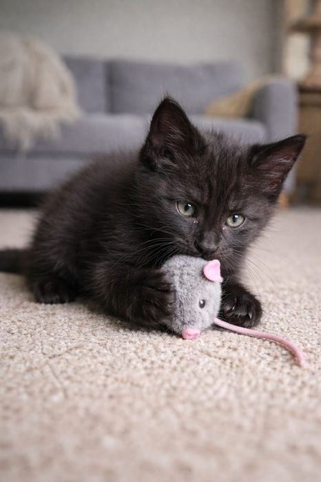 Котенок-мальчик в надежные руки