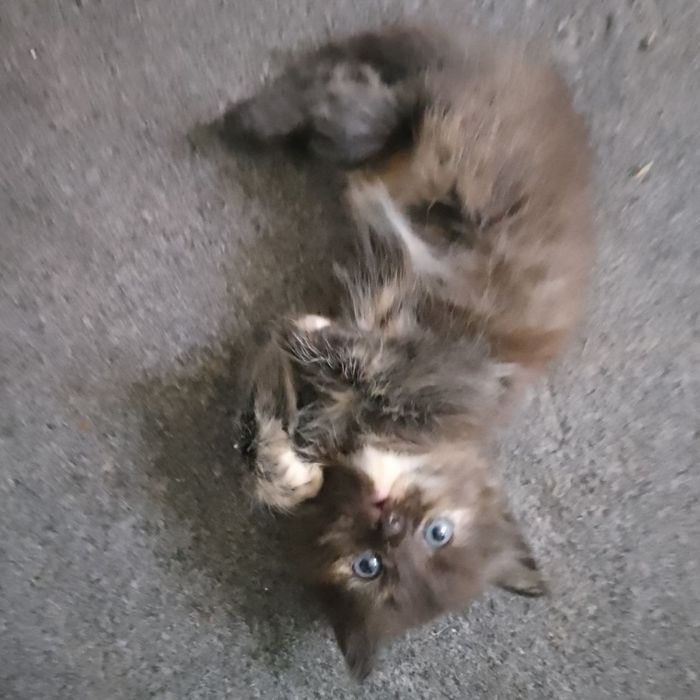 Продаются котятки