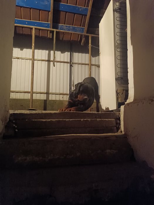 Ротвейлер ищет подругу.