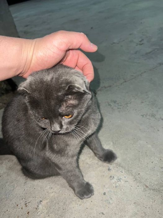 Qo‘shnisining xotinidan foydalangan