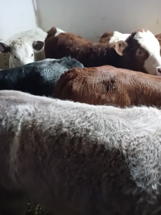 Taurasi baltati și belgieni intarcati