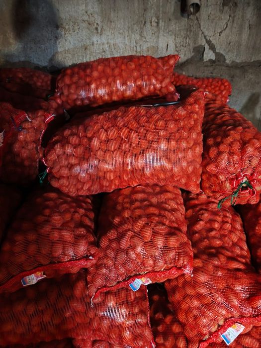 Семена раннего картофеля