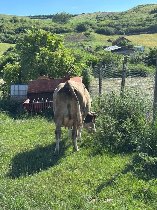 Vand vaca cu vitel