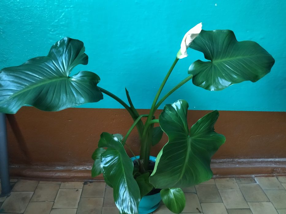 Каллы белые цветы