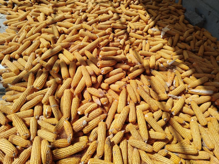 Makka joxori sotiladi yem qilishga