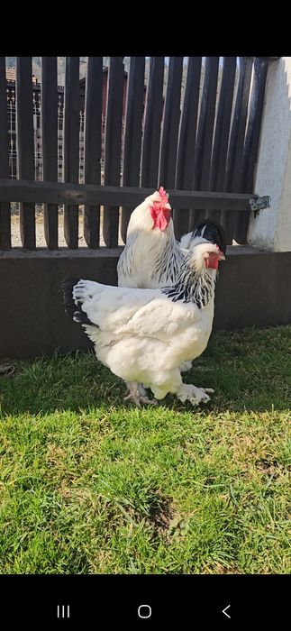 Vând o pereche de Brahma HD