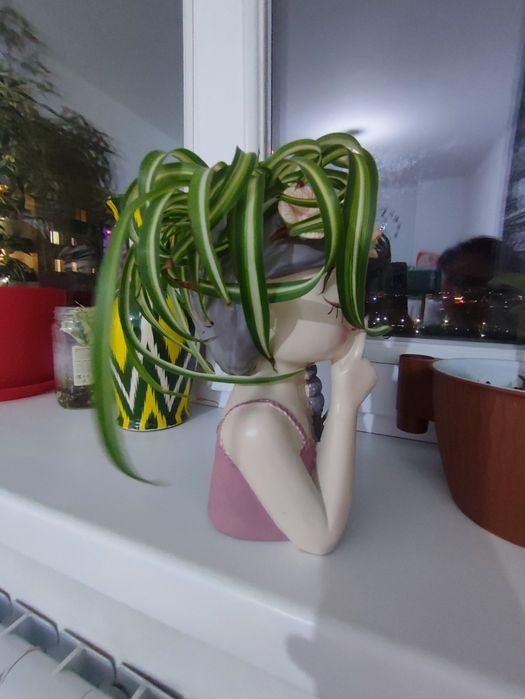 Хлорофитум для офиса и дома