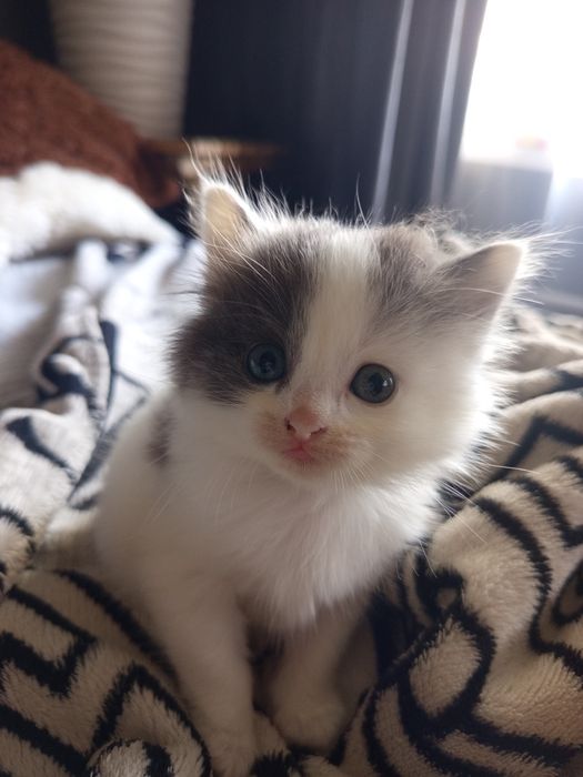 Британский котенок девочка