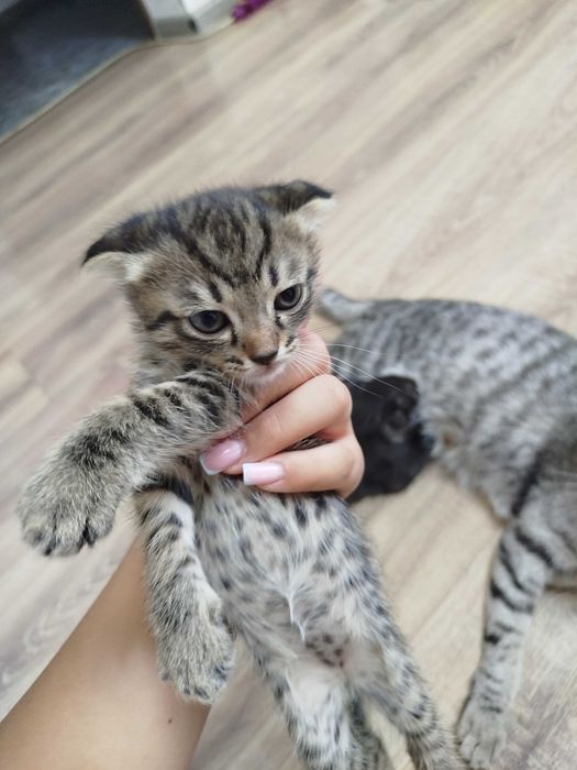 Продам котят- мальчиков