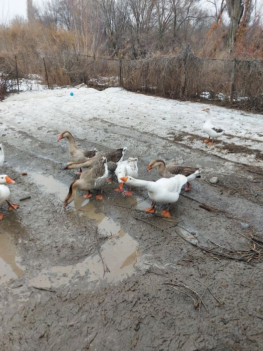 Гуси добрый домашний