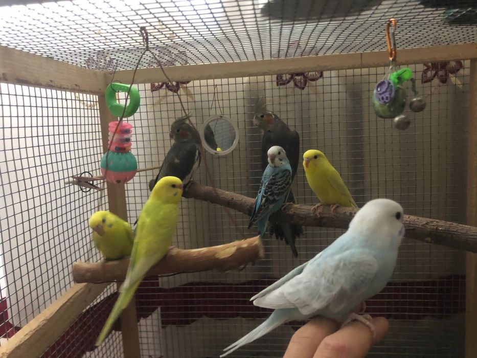 Продаются попугаи