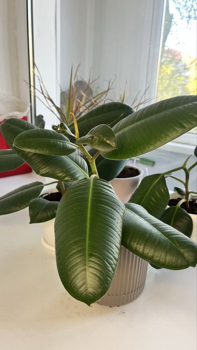 Фикусы продается