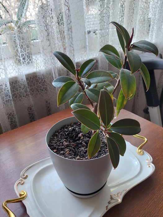 Комнатные цветы. Караганда. Самовывоз.