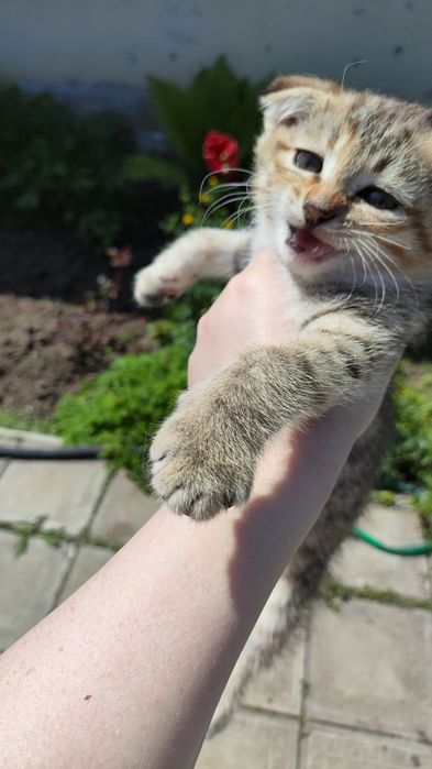 Вислоухая кошечка