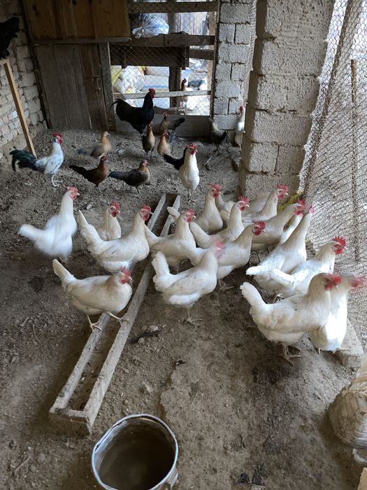 Damashniy Tuhumlar bor