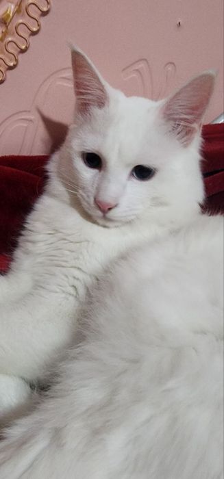 Toza zotli Turk angorasi