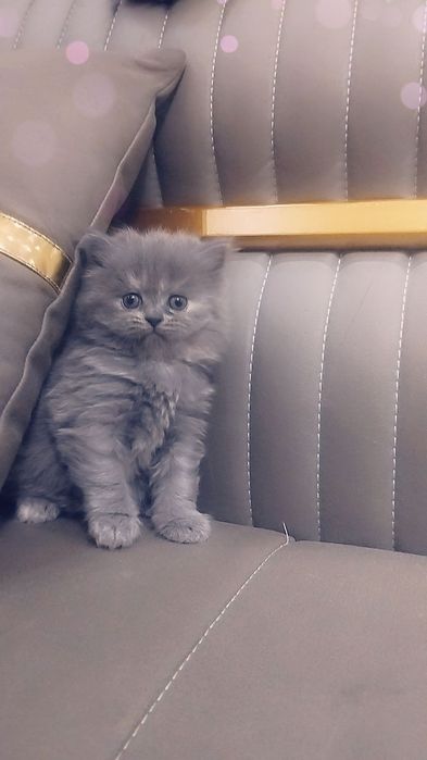 Срочно Продаются чистокровные шотландские котята