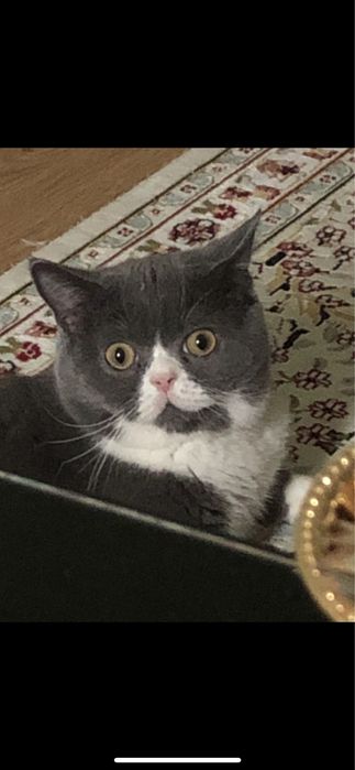 Ищу кошку, вязка, Кот