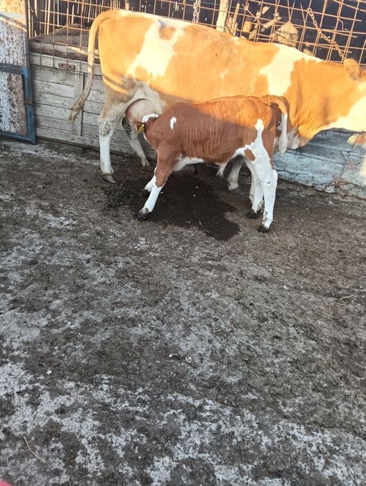 Tăuraș d vânzare .