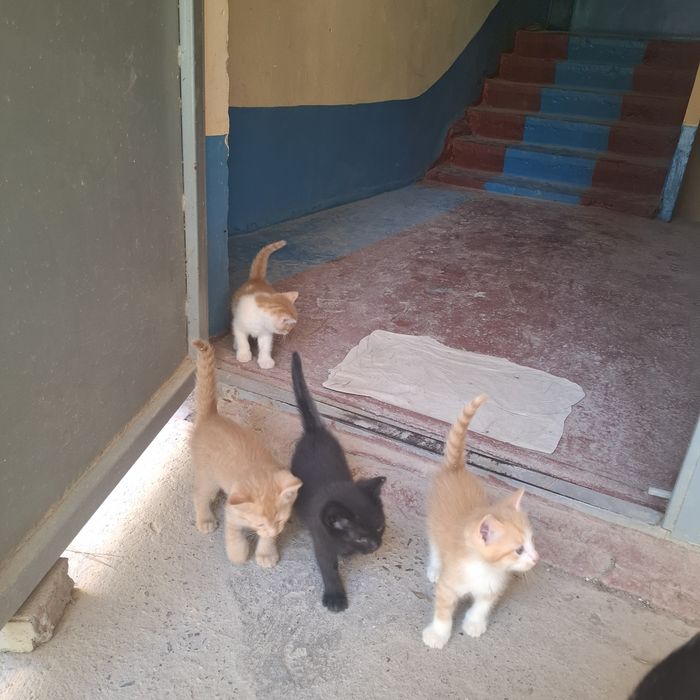 Котят отдам за добрые руки всех кто реально будет держат дома