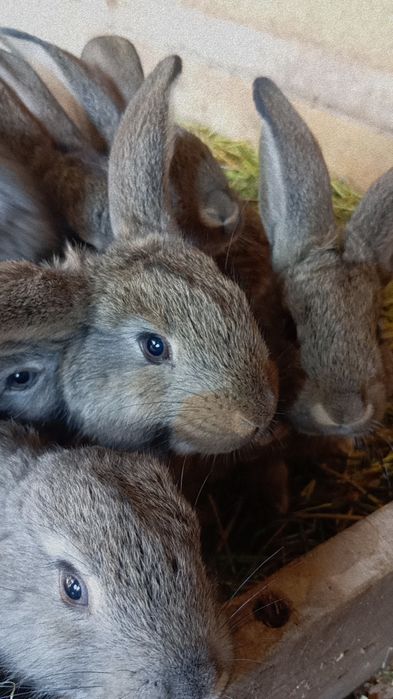 Quyonchalar berib yuboriladi