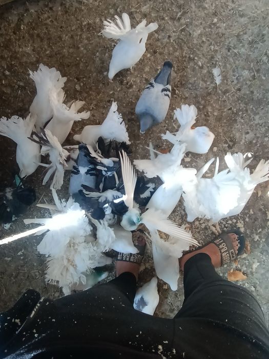 Porumbei schimb cu standard