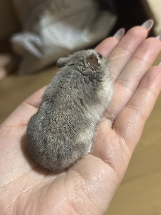 Хомяк джунгарский