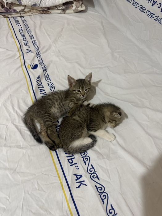 2 котёнка-девочки, 2 месяца — 2000₸ за двоих