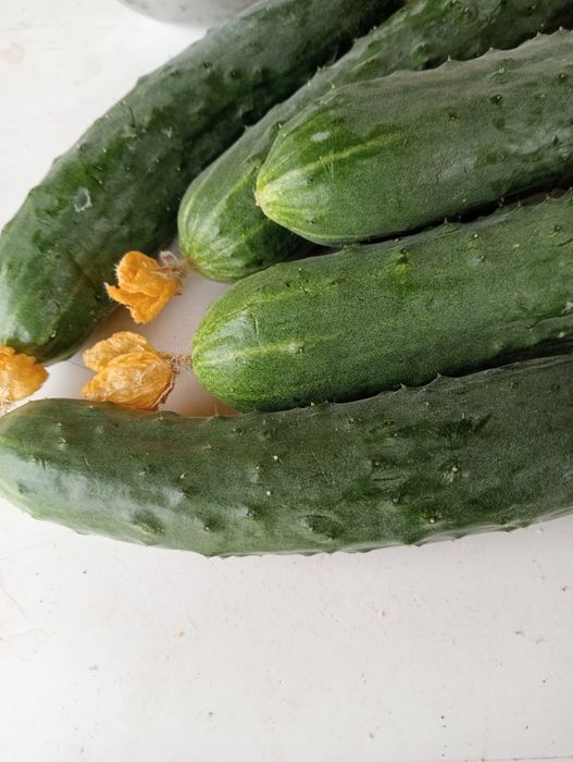 Свежие вкусные огурцы