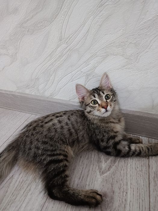 Умные котята в добрые руки