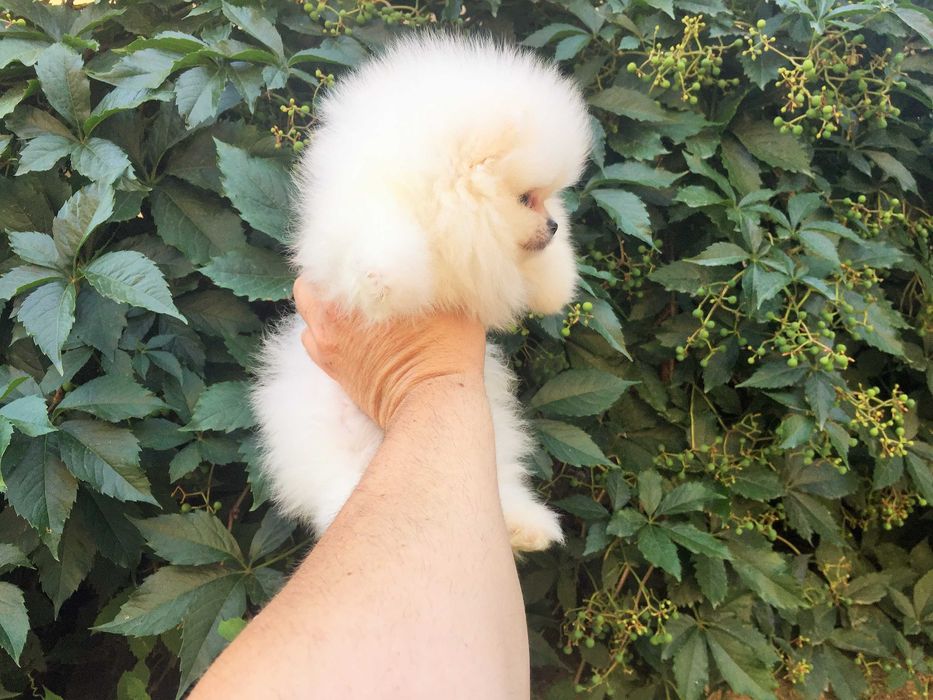 Померан мини Померанчета