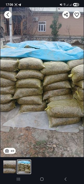 Makka senachi sotiladi