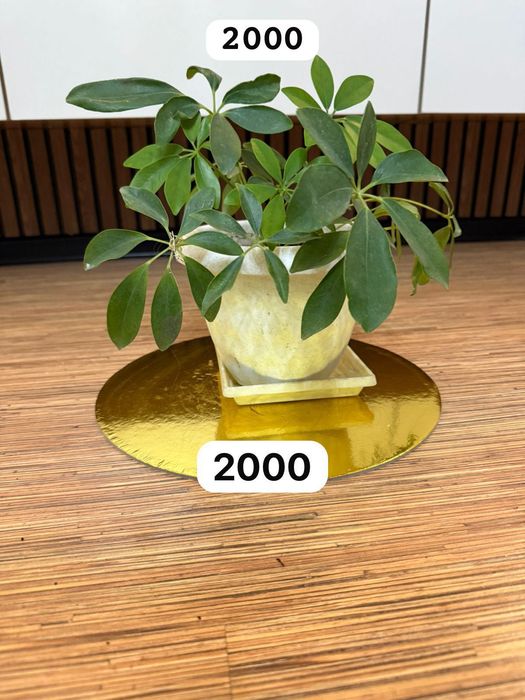 Продам разные комнатные цветы от 2000