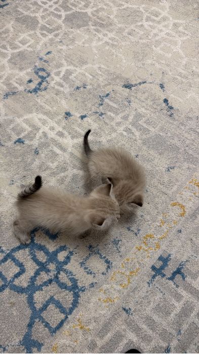 Отдам сиамских котят