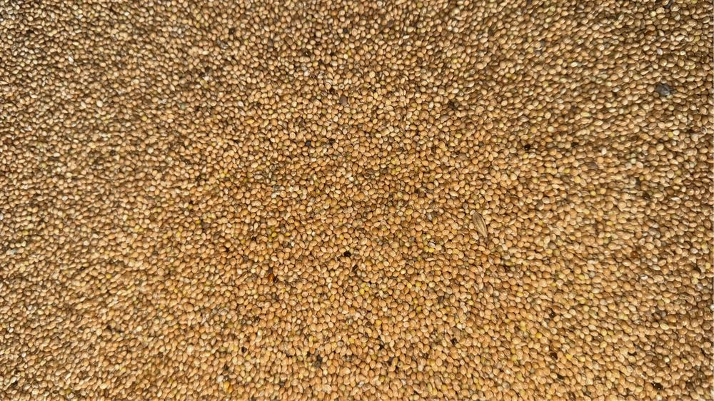 Продам просо желтое