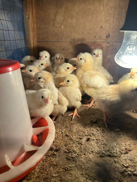 Продам цыплят породы Адлер