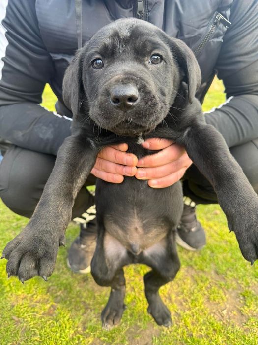 Кане корсо кученца