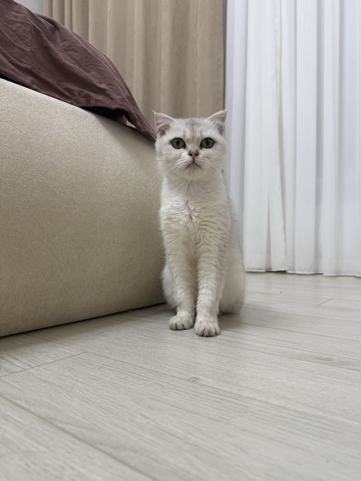 Продается кошечка