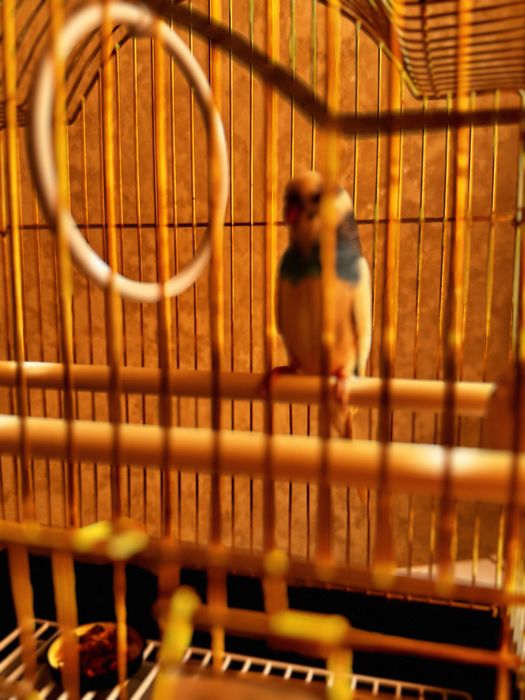 Тотықұс сатылады торымен бірге