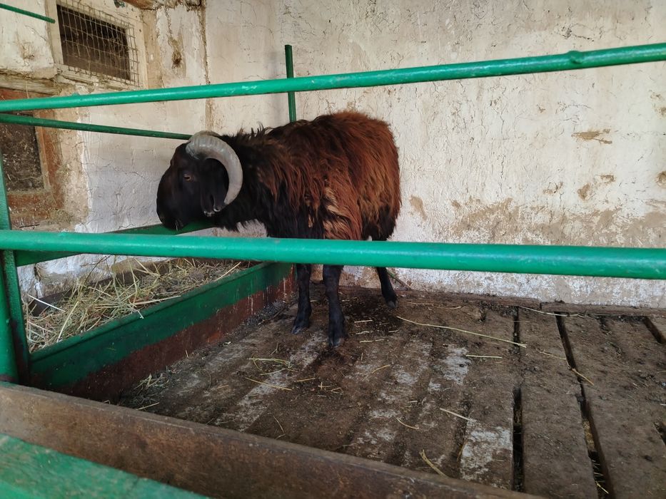 Қошқар сатылады.