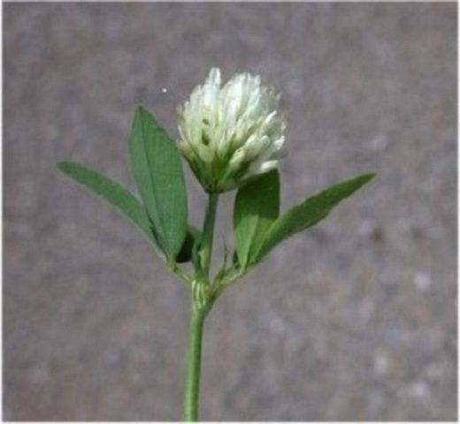 Facelia si alte seminte de plante melifere si fixatoare de azot