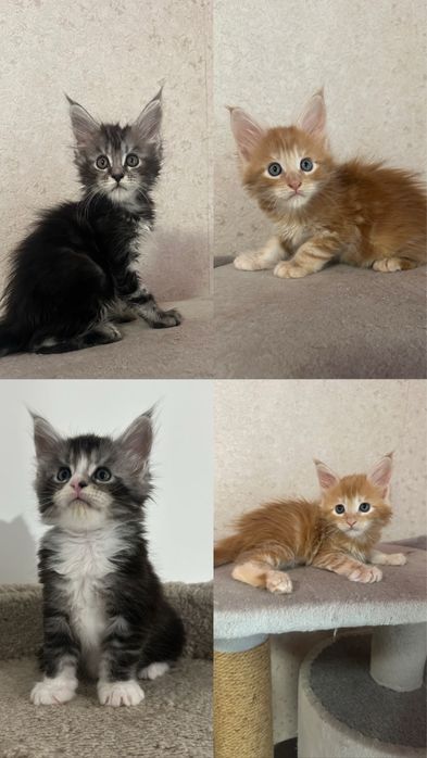 питомник&породистых&котят&