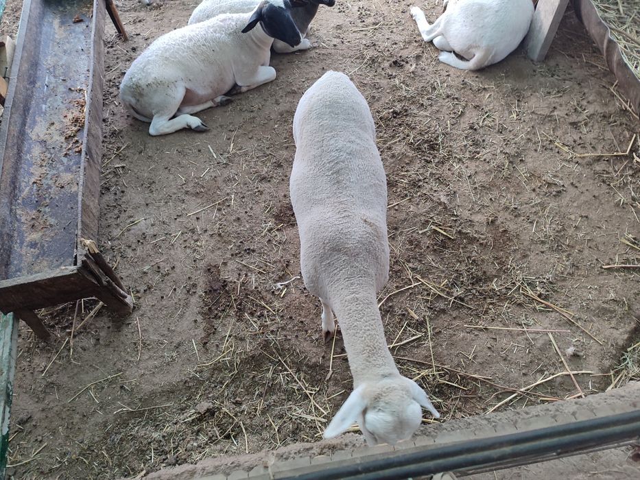 Дорпер куйлари сотилади