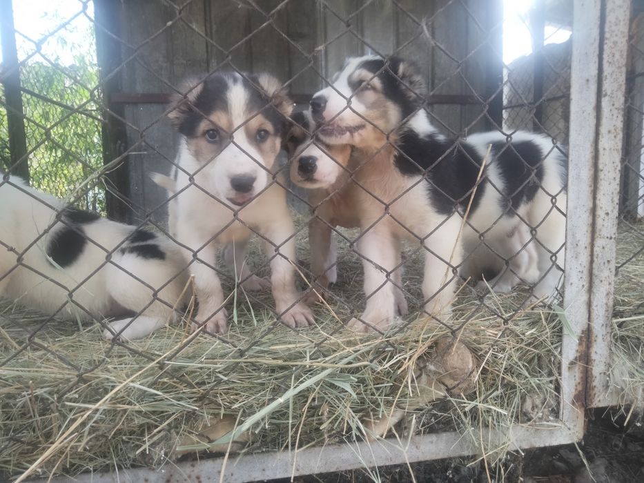 Алабай САО от 50000