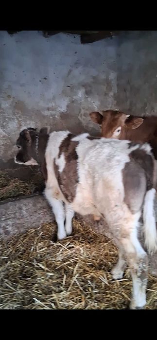 Vând doi tăurași rasă de Carne