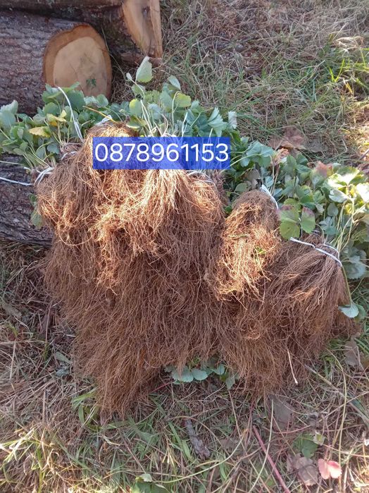 Разсад ягоди и малини